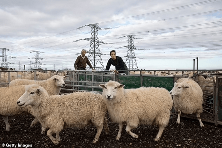 我国首次进口非洲羊肉产品