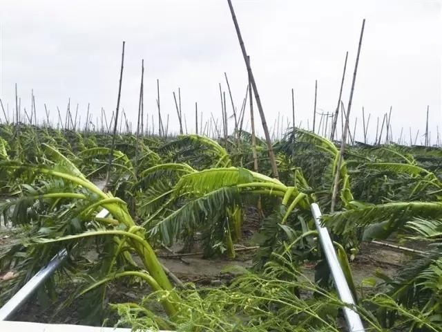 多家公司披露台风灾害影响 复工复产有序推进