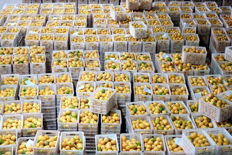 线下丰收 线上增收——电商平台助农富农效果显著