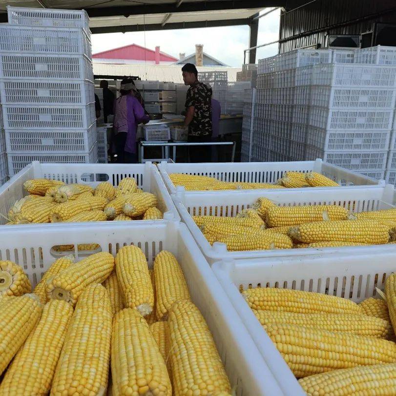丰年“丰”景 压舱石稳 北大荒集团粮食生产连丰在望