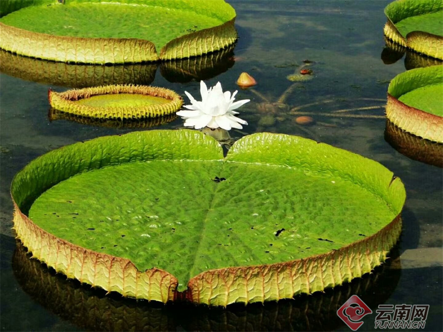 大象国际10月19日成功举办上市庆典