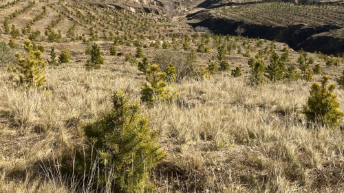 江苏今年以来完成造林绿化面积超20万亩