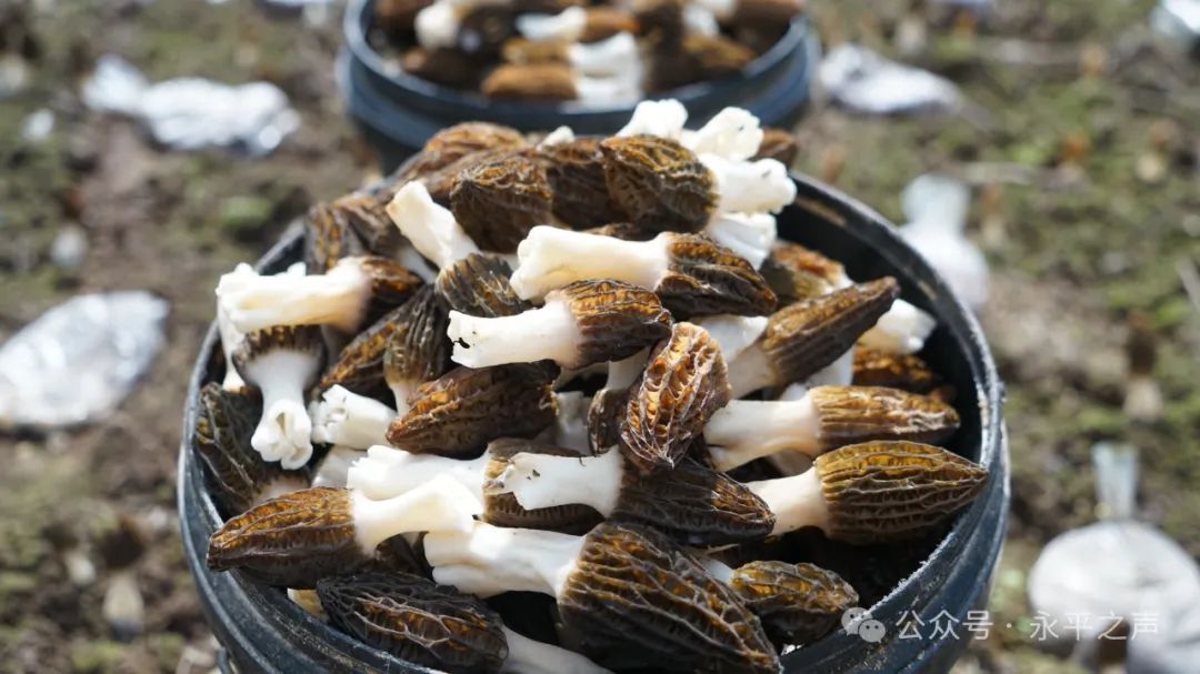 重庆黔江：羊肚菌撑开“致富伞”