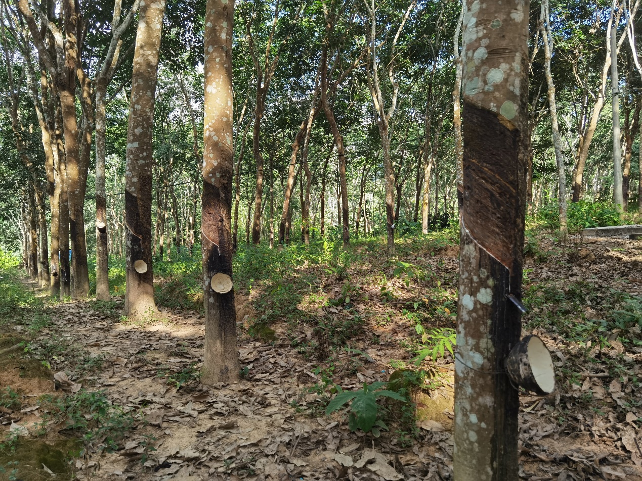 黑龙江省首单肉牛饲料成本价格指数“保险+期货”项目落地